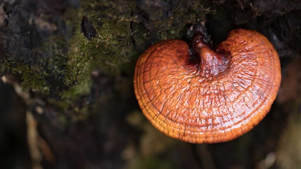 Unlocking the Benefits of Iku Reishi Mushroom Supplement