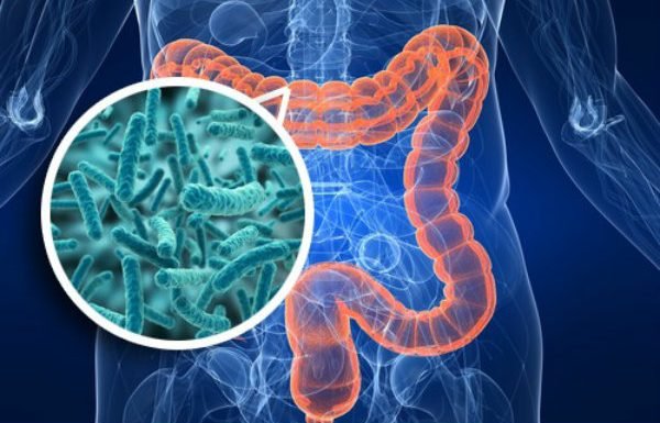 Why Your Wellness Routine Needs a Probiotic Supplement